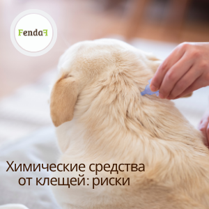 Химические средства от клещей для собак - риски и побочные реакции