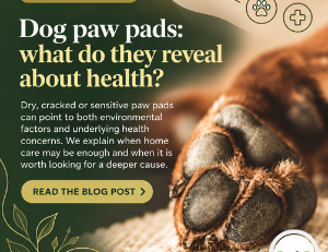Dog paw pads: care, injuries and first aid