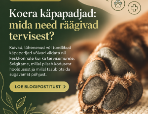 Koera käpapadjad: hooldus, vigastused ja esmaabi