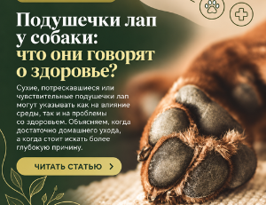 Подушечки лап собаки: уход, травмы и первая помощь
