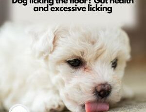 Dog licking the floor during gastrointestinal discomfort