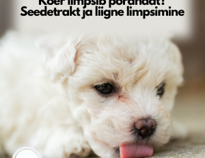 koer põrandat limpsimas