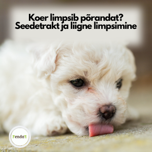 koer põrandat limpsimas