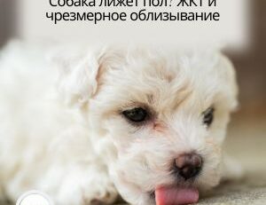 Собака лижет пол при дискомфорте со стороны ЖКТ