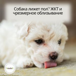 Собака лижет пол при дискомфорте со стороны ЖКТ