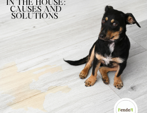 Dog peeing in the house - causes and solutions