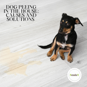Dog peeing in the house - causes and solutions
