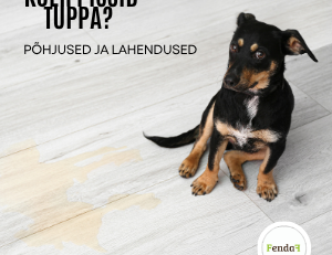 Koer pissib tuppa? Põhjused ja lahendused
