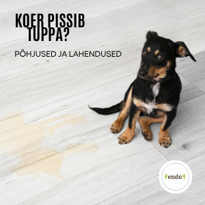 Koer pissib tuppa? Põhjused ja lahendused