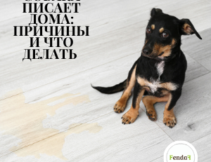 Собака писает дома - причины и решения