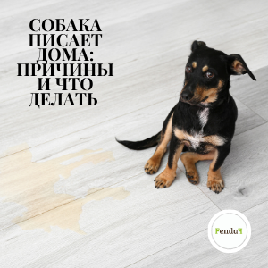 Собака писает дома - причины и решения