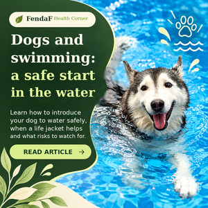 Dog swimming in a pool, FendaF English swimming-safety banner