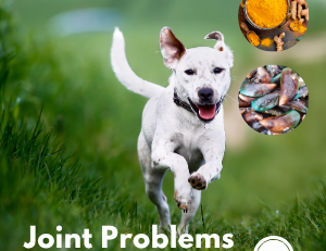 Joint Problems in Dogs: Arthritis, Treatment & Natural Support