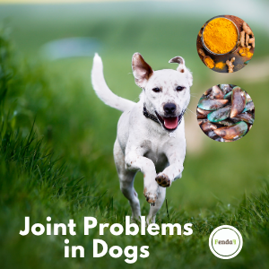 Joint Problems in Dogs: Arthritis, Treatment & Natural Support