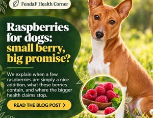 Raspberries for dogs: small berry, big promise?