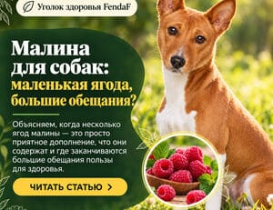 Малина для собак: маленькая ягода, большие обещания?