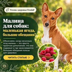 Малина для собак: маленькая ягода, большие обещания?