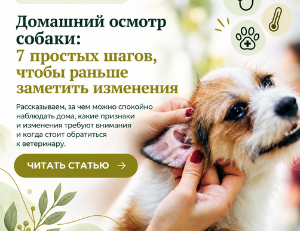 Домашний осмотр собаки
