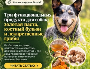 Три функциональных продукта для собак: золотая паста, костный бульон и лекарственные грибы