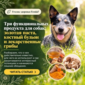 Три функциональных продукта для собак: золотая паста, костный бульон и лекарственные грибы