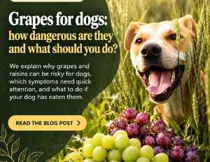Grapes for dogs: toxicity, tartaric acid and what to do