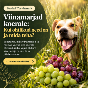 Viinamarjad koerale: mürgisus, viinhape ja mida teha