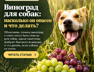 Виноград для собак: токсичность, винная кислота и что делать