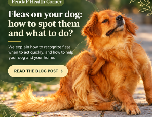 Fleas on your dog? How to get rid of them