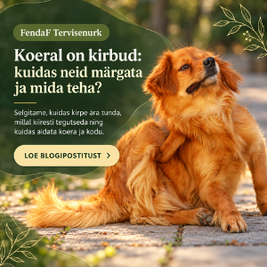 Koeral kirbud? Kuidas neist lahti saada