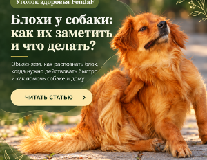 У собаки блохи? Как от них избавиться