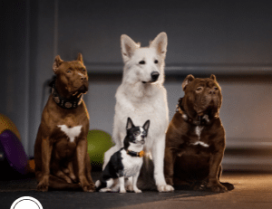 Dog age in human years and aging in dogs