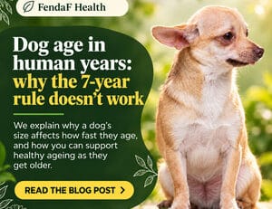 Dog age in human years - why the 7-year rule does not work