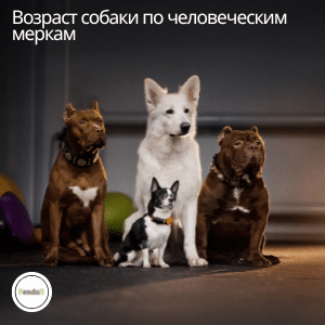 Возраст собаки по человеческим меркам