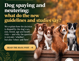 Dog spaying and neutering: new guidelines