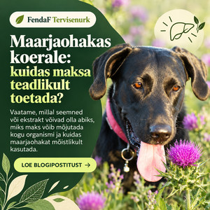 Koer ja lillakas maarjaohakas, maksa toetamise artikli bänner