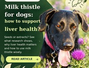 Dog and flowering purple milk thistle, FendaF English article banner