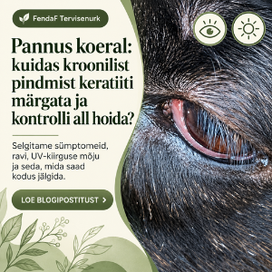 Pannus ehk keratiit koeral