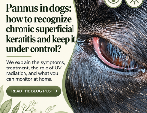 Pannus in dogs: symptoms, treatment and the role of UV radiation