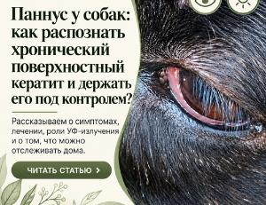 Паннус у собак: симптомы, лечение и влияние УФ-излучения