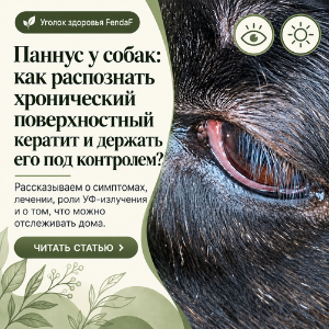 Паннус у собак: симптомы, лечение и влияние УФ-излучения