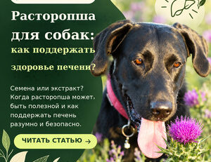 Собака и цветущая фиолетовая расторопша, русскоязычный баннер FendaF