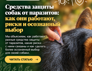 Средства от паразитов для собак: действие, риски и выбор