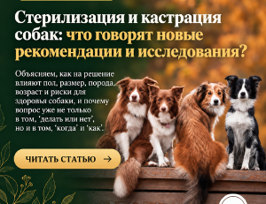 Стерилизация и кастрация собак: новые рекомендации