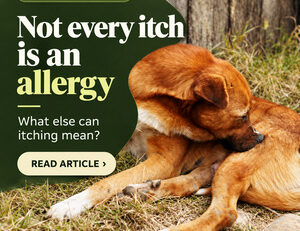 Not every itch is an allergy: dog licking its coat