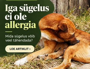 Iga sügelus ei ole allergia: koer lakub oma karva