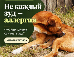 Не каждый зуд — аллергия: собака вылизывает шерсть