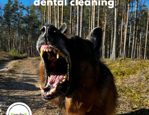 anesthesia-free dental cleaning for dogs