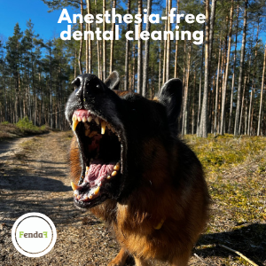 anesthesia-free dental cleaning for dogs