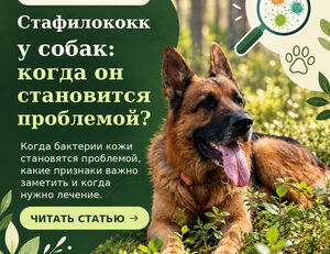 FendaF Russian dog health graphic