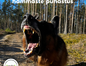 narkoosivaba hammaste puhastus